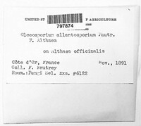 Neofabraea alba image